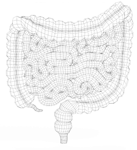 Wireframe illustration of the human digestive system, focusing on the large and small intestines.